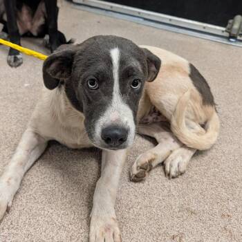 Donkey -  Mixed Breed Dog for Adoption in Ardmore, Oklahoma - Donkey | PetCurious