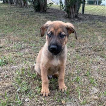Bandit -  Shepherd Dog for Adoption in Valdosta, Georgia - Bandit | PetCurious