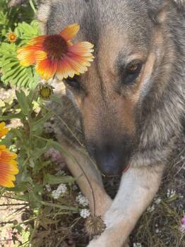 German Shepherd Dog Dogs Available for Adoption in San Diego, California - Winnie | PetCurious