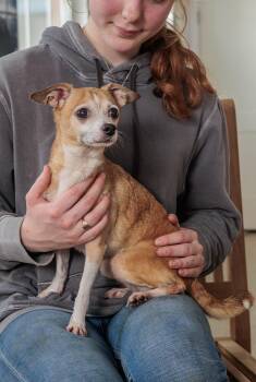 Mochi -  Chihuahua Dog for Adoption in Chester Springs, Pennsylvania - Mochi | PetCurious