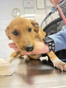 Willa -  Hound and Mixed Breed Dog Available for Adoption in South Bend, Indiana - Willa | PetCurious