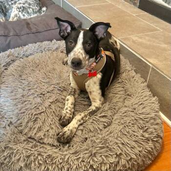 Cooper -  German Shorthaired Pointer and Australian Cattle Dog Blue Heeler Dog for Adoption in Boulder, Colorado - Cooper | PetCurious