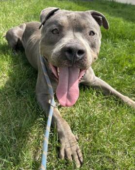 Pit Bull Terrier Dogs Available for Adoption in Dayton, Ohio - BURRATA | PetCurious