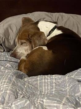 Rescue Beagle Dogs for Adoption in Odessa, Florida - Coco Bean | PetCurious