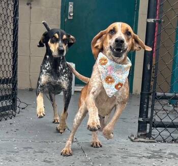 Mixed Breed Dogs Available for Adoption - Maybell | PetCurious