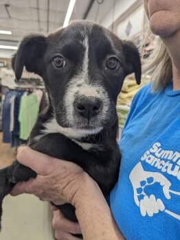 Labrador Retriever and Mixed Breed Dogs Available for Adoption - Gigi | PetCurious