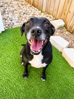 Penelope -  Mixed Breed and Labrador Retriever Dog for Adoption in San Antonio, Texas - Penelope | PetCurious