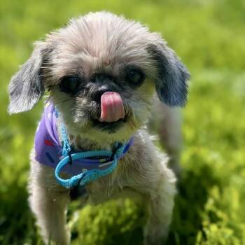 Good Golly Miss Molly -  Shih Tzu Dog for Adoption in Pekin, Illinois - Good Golly Miss Molly | PetCurious