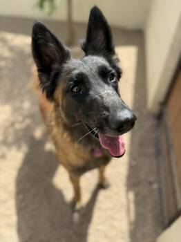 Gabby -  Belgian Shepherd Malinois and Belgian Shepherd Tervuren Dog for Adoption in Glendale, Arizona - Gabby | PetCurious