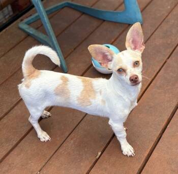 Rescue Chihuahua and Mixed Breed Dogs for Adoption in Los Angeles, California - Lucy | PetCurious