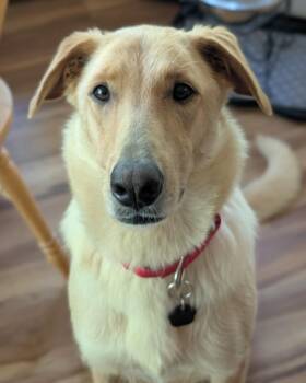 Honey -  Golden Retriever and Collie Dog for Adoption in Washington, New Jersey - Honey | PetCurious
