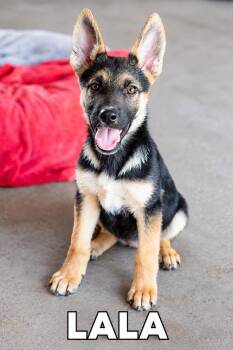 Lala -  German Shepherd Dog Dog for Adoption in Lucas, Texas - Lala | PetCurious