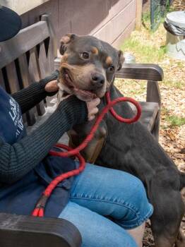 Mixed Breed Dogs Available for Adoption in Chamblee, Georgia - Randall | PetCurious