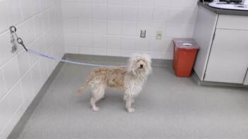 Poodle and Mixed Breed Dogs Available for Adoption - RUTH | PetCurious