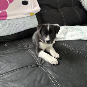 Feist and Chihuahua Dogs Available for Adoption in Columbia, Maryland - Skittles  | PetCurious