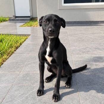 Angus -  Labrador Retriever Dog for Adoption in Harlingen, Texas - Angus | PetCurious