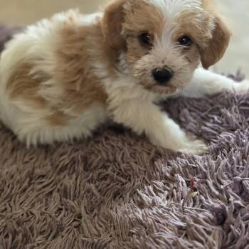 Cavapoo Dogs Available for Adoption in Zaleski, Ohio - Brutus | PetCurious