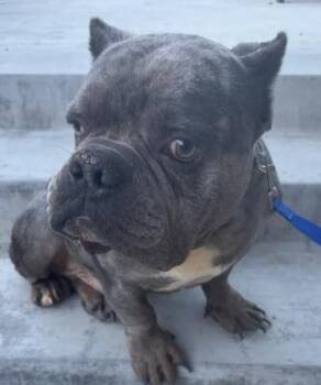 French Bulldog Dogs Available for Adoption in Frazier Park, California - Diamond | PetCurious