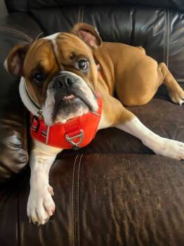 Rex -  English Bulldog Dog for Adoption - Rex | PetCurious