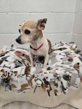 Daisy (In Foster) -  Chihuahua Dog Available for Adoption in Elmwood, Louisiana - Daisy (In Foster) | PetCurious