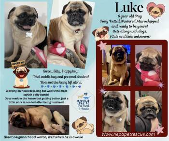 Pug Dogs Available for Adoption - Luke | PetCurious