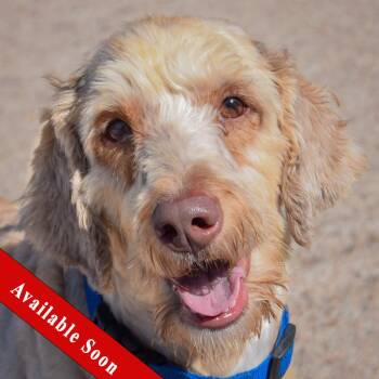 Cooper -  Yellow Labrador Retriever and Poodle Dog for Adoption in Huntley, Illinois - Cooper | PetCurious