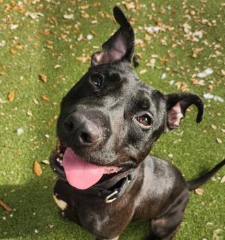 Zaire -  Mixed Breed and Pit Bull Terrier Dog for Adoption in Austin, Texas - Zaire | PetCurious