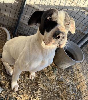 Mixed Breed Dogs Available for Adoption - Walter | PetCurious