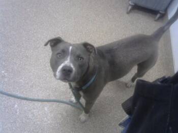 Pit Bull Terrier and Mixed Breed Dogs Available for Adoption in Albuquerque, New Mexico - SARA | PetCurious