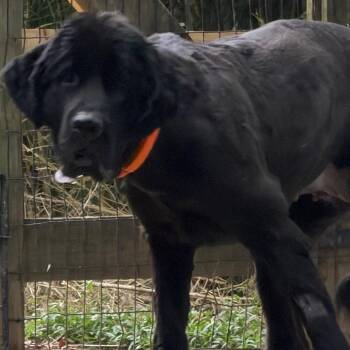 Ember -  Newfoundland Dog Dog for Adoption in West Chester, Pennsylvania - Ember | PetCurious