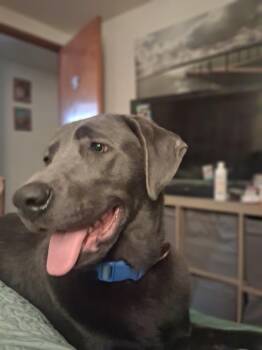 Labrador Retriever Dogs Available for Adoption - Charcoal | PetCurious