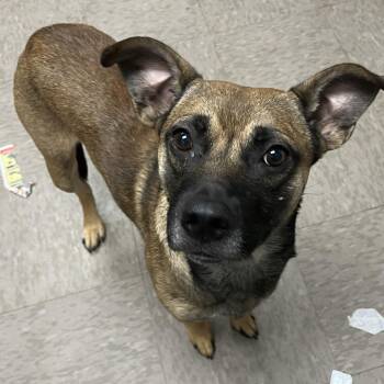Lt. Meerkat -  Shepherd and Feist Dog Available for Adoption in Birmingham, Alabama - Lt. Meerkat | PetCurious