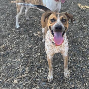 Dottie -  Cattle Dog Dog for Adoption in The Dalles, Oregon - Dottie | PetCurious