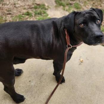 Black Labrador Retriever Dogs Available for Adoption - Theodore | PetCurious