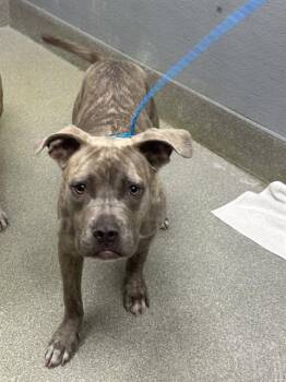 American Bulldog and Mixed Breed Dogs Available for Adoption in Las Vegas, Nevada - APPA | PetCurious