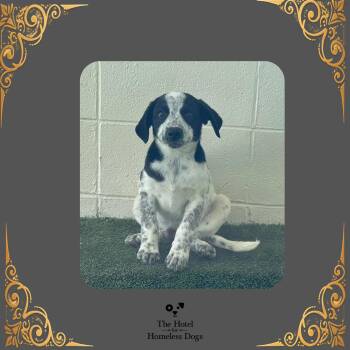 Koda -  Cattle Dog Dog for Adoption in Cumberland, Rhode Island - Koda | PetCurious