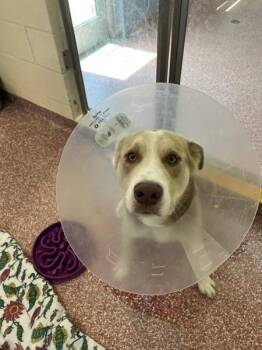 Wemby -  Siberian Husky Dog for Adoption in Stratham, New Hampshire - Wemby | PetCurious