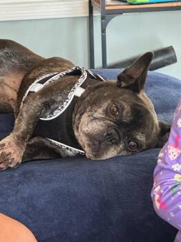 Mabel -  French Bulldog Dog Available for Adoption in Salisbury, North Carolina - Mabel | PetCurious