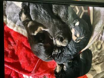 JUNIOR -  German Shepherd Dog Dog for Adoption in San Bernardino, California - JUNIOR | PetCurious
