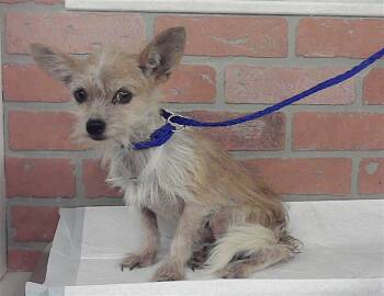 CHICO -  Chihuahua and Mixed Breed Dog for Adoption in Houston, Texas - CHICO | PetCurious