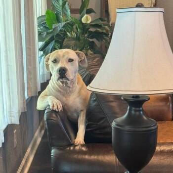 Tessa -  Staffordshire Bull Terrier Dog for Adoption in Dallas, Texas - Tessa | PetCurious