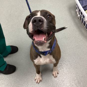 Rescue Boxer Dogs for Adoption in Abilene, Texas - Jed | PetCurious