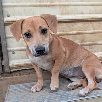 Sandy -  Chiweenie and Terrier Dog for Adoption in Tishomingo, Oklahoma - Sandy | PetCurious