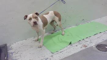 KYSER -  Staffordshire Bull Terrier and Mixed Breed Dog for Adoption in Houston, Texas - KYSER | PetCurious