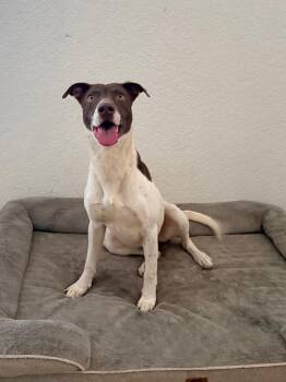 Jack Russell Terrier and Labrador Retriever Dogs Available for Adoption in Corsicana, Texas - Spencer | PetCurious