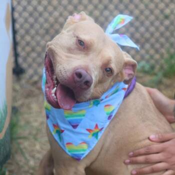 FE -  American Staffordshire Terrier Dog for Adoption in San Antonio, Texas - FE | PetCurious