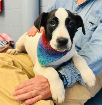 Rango $25 -  Great Pyrenees and Mixed Breed Dog for Adoption in Seneca, South Carolina - Rango $25 | PetCurious