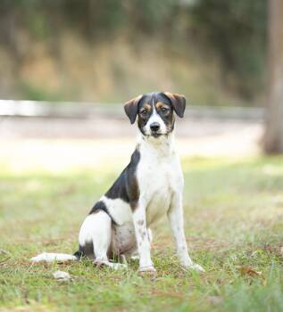 Macie -  Schnauzer and Jack Russell Terrier Dog for Adoption in Lucedale, Mississippi - Macie | PetCurious