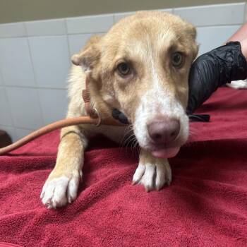Friday -  Shepherd Dog for Adoption in Ojai, California - Friday | PetCurious