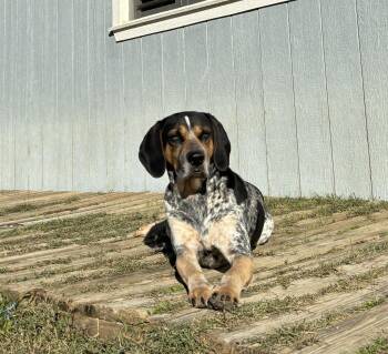 Bluetick Coonhound Dogs Available for Adoption - Cash | PetCurious